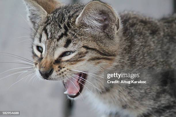 sleepy cat - altug karakoc stock pictures, royalty-free photos & images