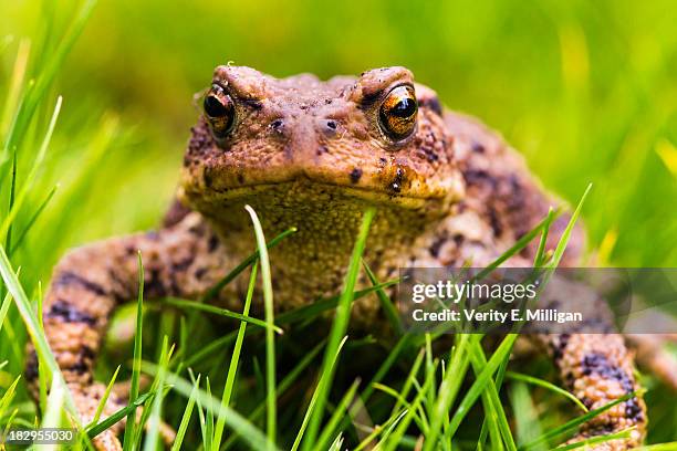 close up of a common toad in grass - common toad stock pictures, royalty-free photos & images