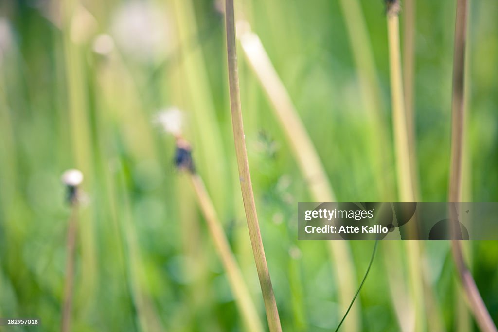 Dandelions