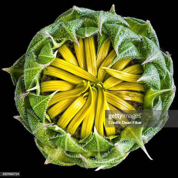 budding sunflower - bud stock pictures, royalty-free photos & images