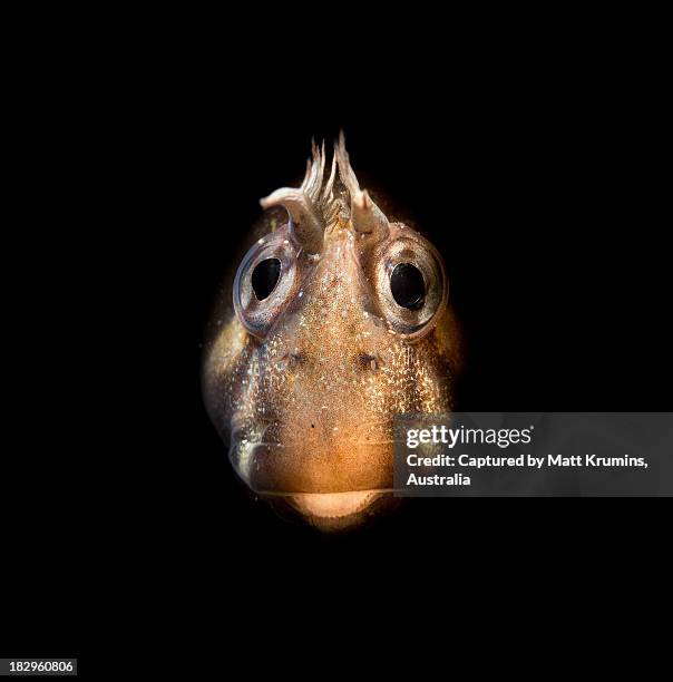 blenny on black - black blenny stock pictures, royalty-free photos & images