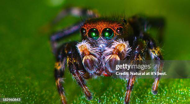 jumping spider(1 of 1) - jumping spider stock pictures, royalty-free photos & images