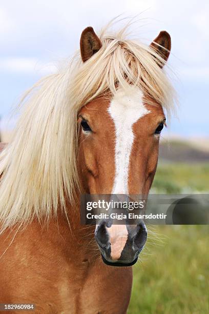 icelandic horse - blaze pattern animal marking stock pictures, royalty-free photos & images