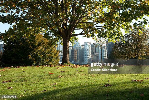 a city grows in stanley park, vancouver. - parque stanley - fotografias e filmes do acervo