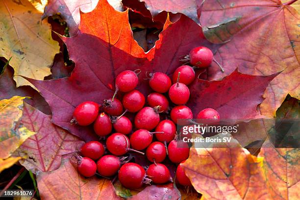 berries of rosa rubiginosa - rosa eglanteria stock pictures, royalty-free photos & images