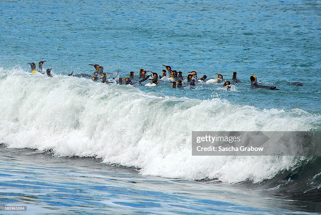 Surfing King Penguins during Antarctic Summer 2010