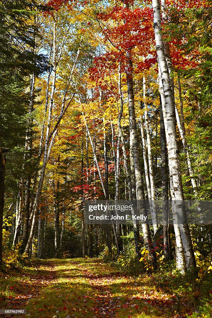 Fall Trees and Leaves on Forest Road