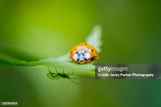 harlequin ladybird & aphid prey - ladybug aphid stock pictures, royalty-free photos & images