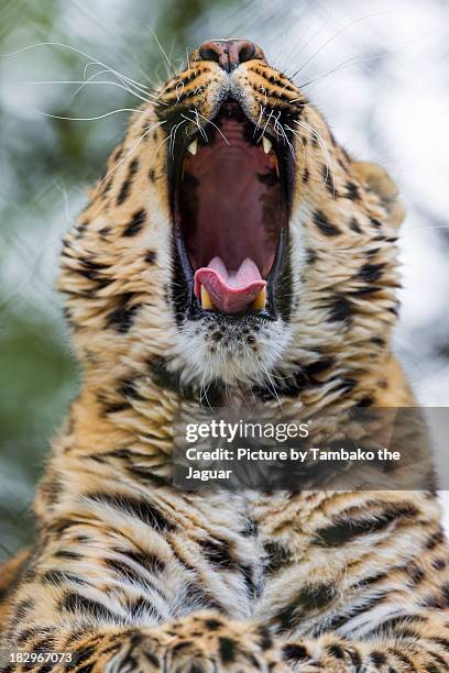 yawning akin iii - amur leopard stock pictures, royalty-free photos & images