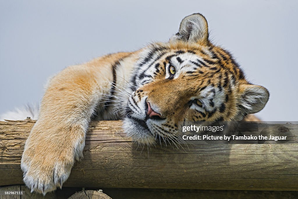 Young tiger lying and posing on the platform