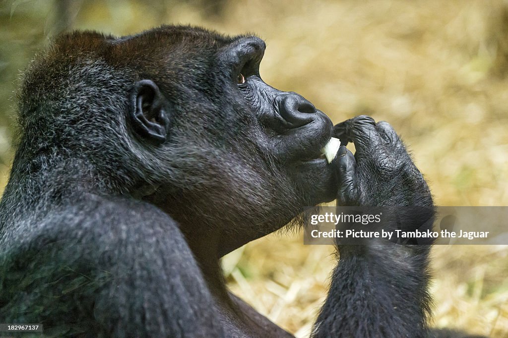 Eating female gorilla