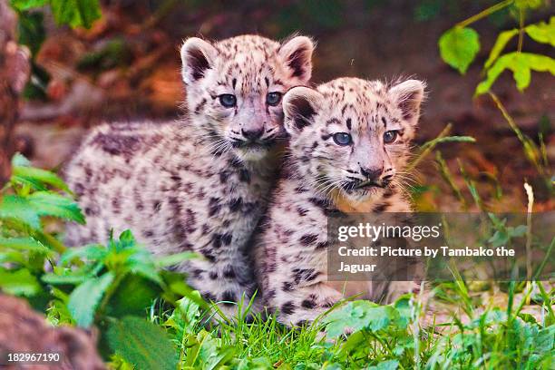 two cute siblings - leopard cub stock pictures, royalty-free photos & images