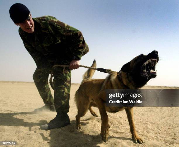 British soldier Corporal Ward from the Royal Army Veterinary Corps undergoes training with attack dog Khan, a German Shepherd, March 5, 2003 near...