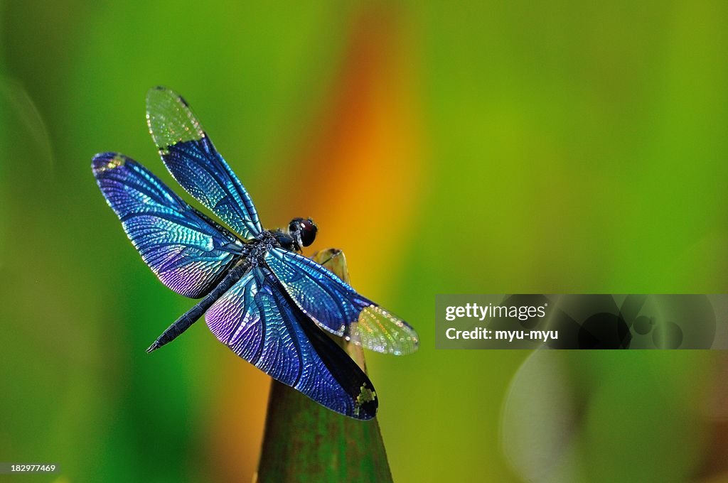 Blue dragonfly