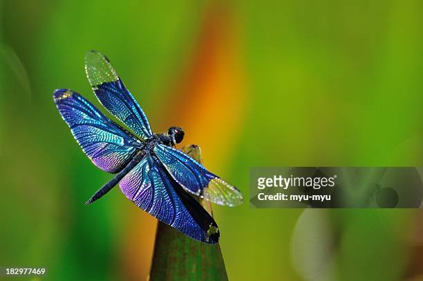 blue dragonfly - dragonfly stockfoto's en -beelden