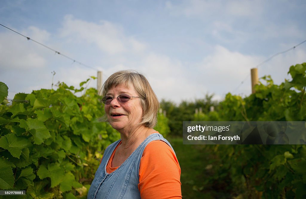 Grape Harvest Begins At The Most Northerly Commercial Vineyard In England