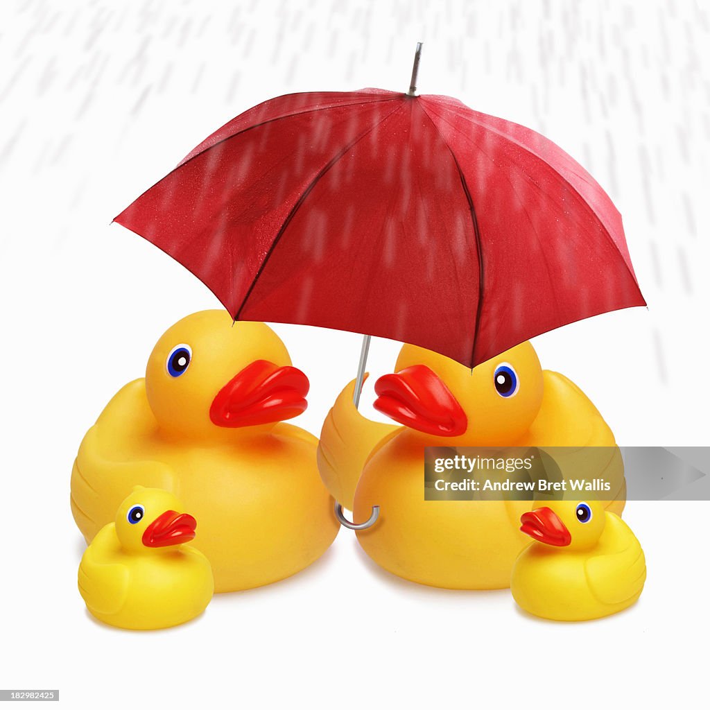 Family of ducks shelter under an umbrella