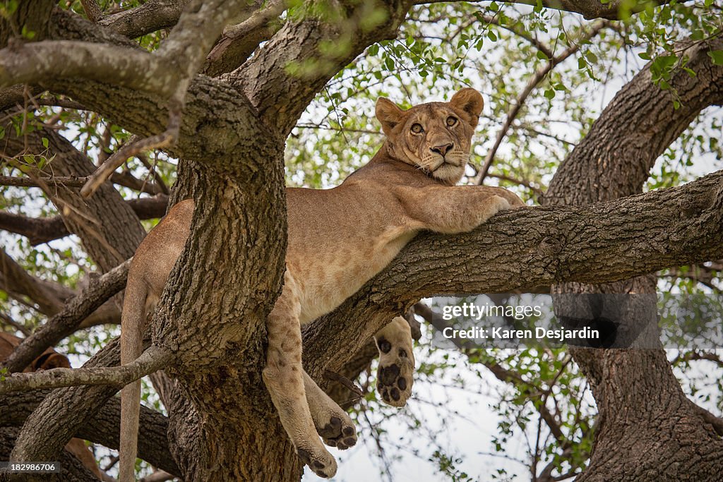 Lion lying in tree, Serengeti, Tanzania