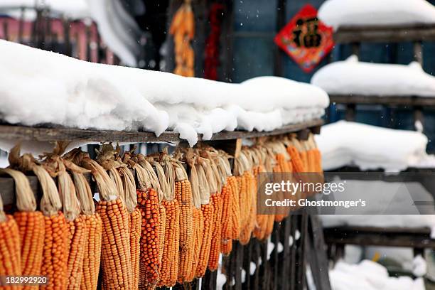 golden dried corns with snow - heilungkiang province stock pictures, royalty-free photos & images