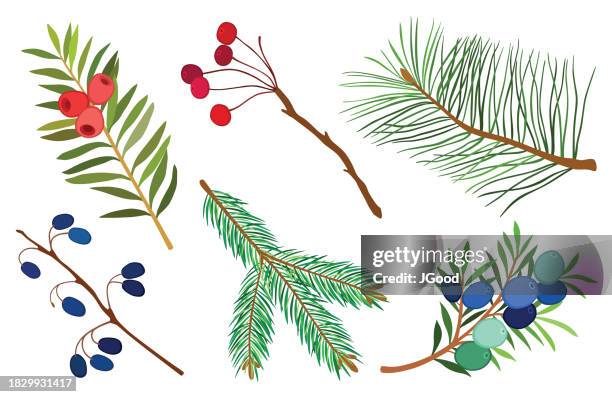 illustrazioni stock, clip art, cartoni animati e icone di tendenza di set di piante natalizie - tasso conifera