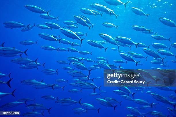 atlantic bluefin tuna - atlantic ocean stock pictures, royalty-free photos & images