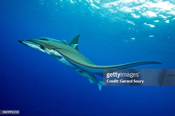 chilean devil ray, sicklefin devil ray, spiny mobu - spiny devilfish stock pictures, royalty-free photos & images