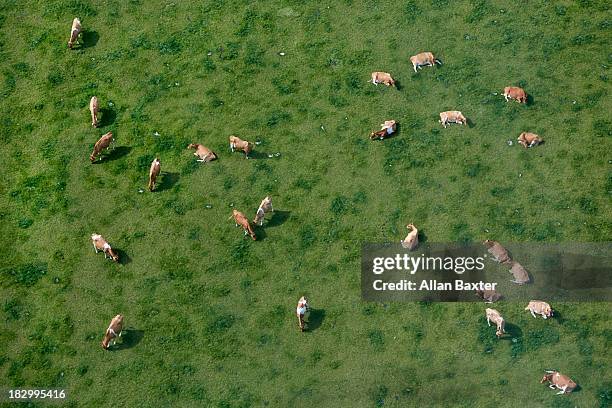 aerial view of cows grazing - wiese von oben stock-fotos und bilder