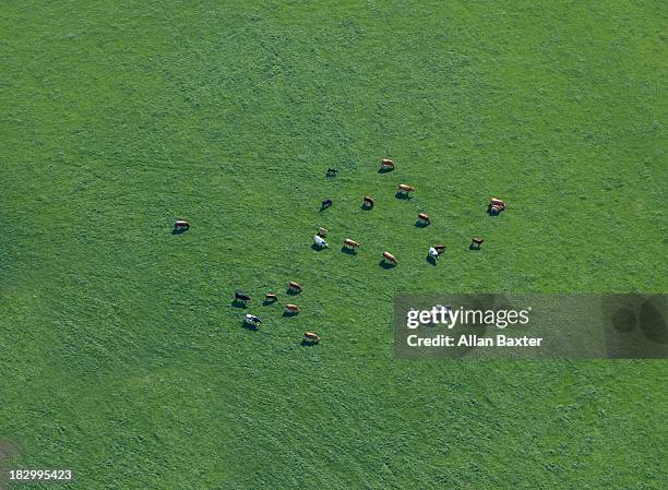 aerial view of cows in field - wiese von oben stock-fotos und bilder