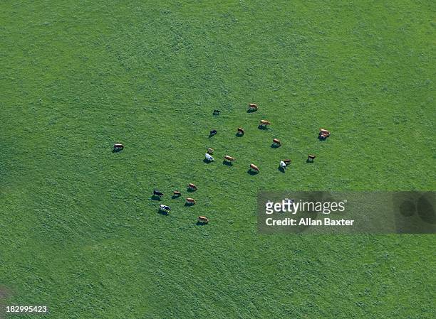 aerial view of cows in field - cows farm stock pictures, royalty-free photos & images