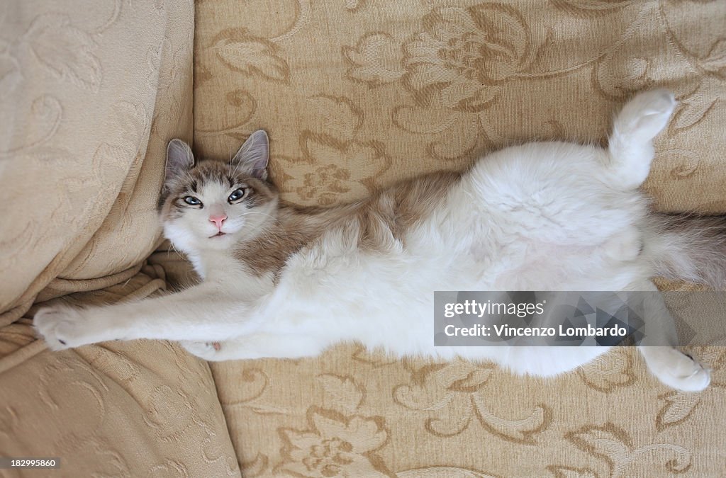 Lying cat on sofa