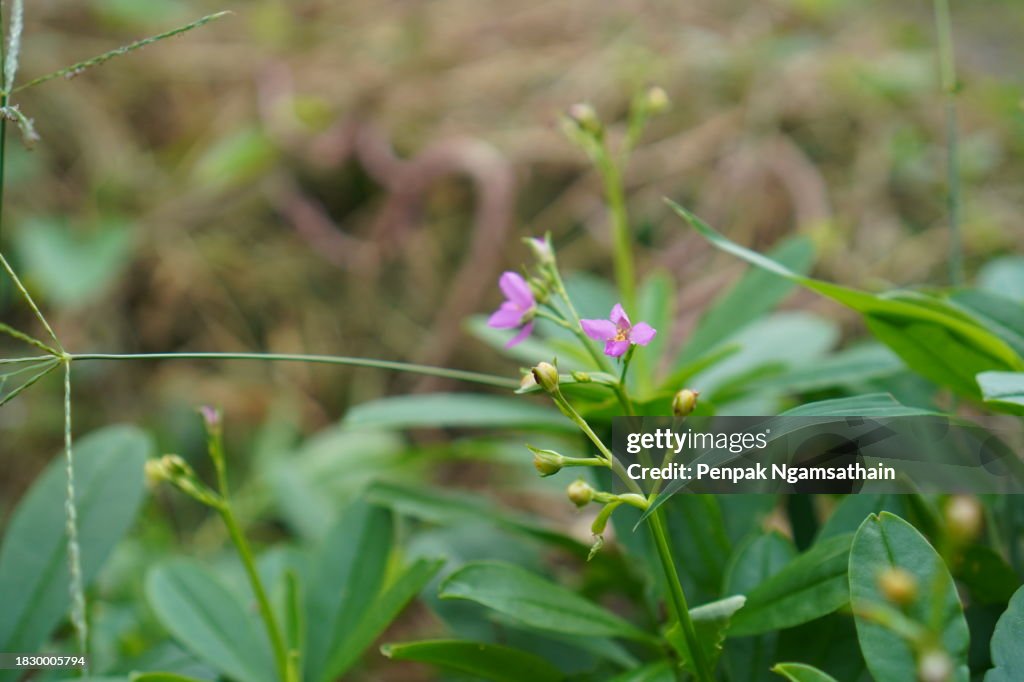 Talinum paniculatum Gaertn Portulacaceae Pink flower green leaf Thai herb