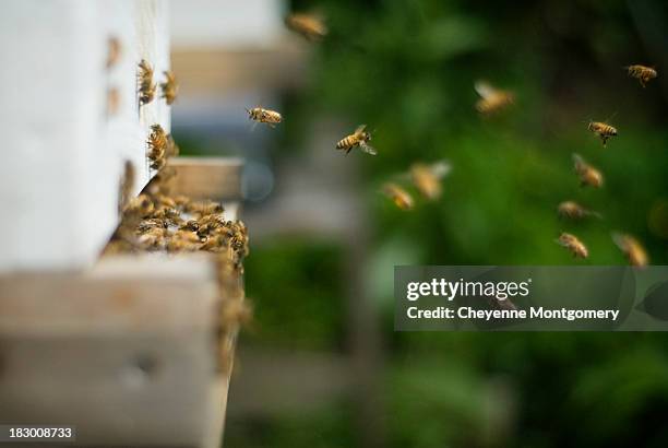honey beehive - montpelier vermont stock pictures, royalty-free photos & images