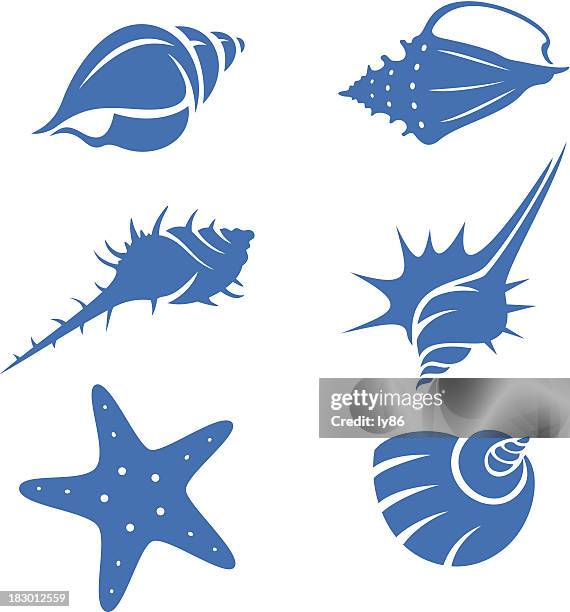 seashells - nautilus stock illustrations