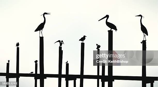 seevögeln, pelican, möwe, crane hintergrund - pelikan stock-grafiken, -clipart, -cartoons und -symbole