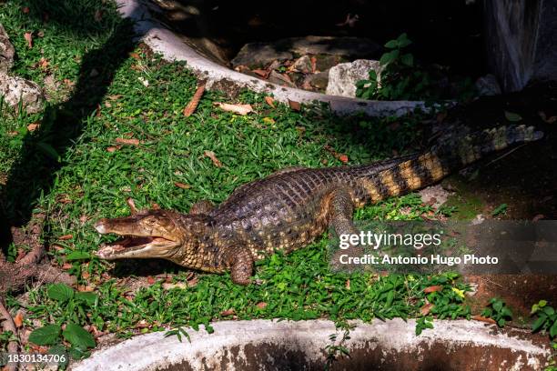 crocodile with its mouth open sunbathing in a zoo. chiang mai, thailand. - crocodile mouth open stock pictures, royalty-free photos & images