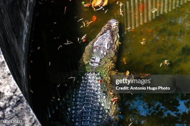 crocodile swimming in a lake in a zoo. chiang mai, thailand. - crocodile mouth open stock pictures, royalty-free photos & images