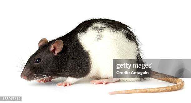 rat - rat photos et images de collection