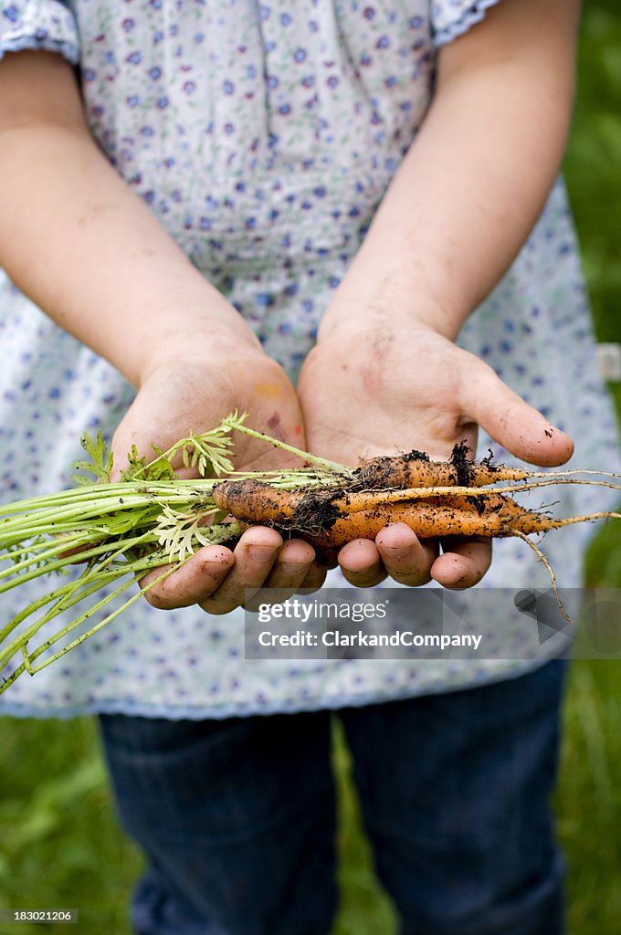 Junges Mädchen pflücken frische Karotten auf den Garten