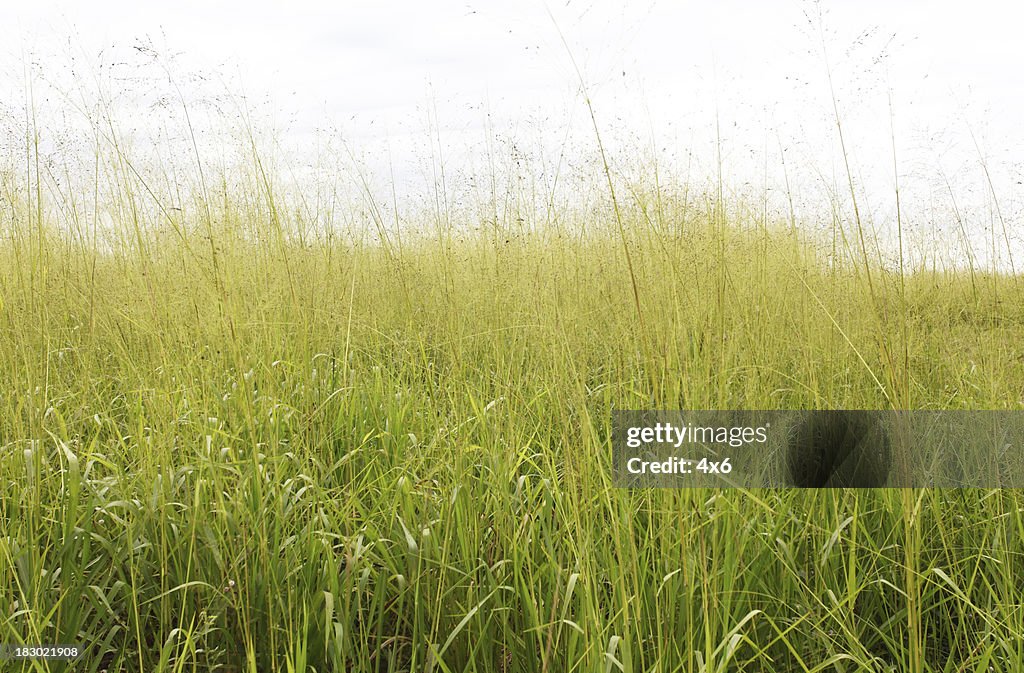 Alto grama em um campo