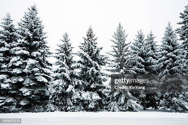 winter snow covering evergreen pine tree woods forest landscape, minnesota - minnesota snow stock pictures, royalty-free photos & images