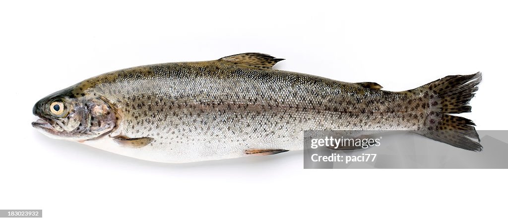 Trout on white background find laid flat not out
