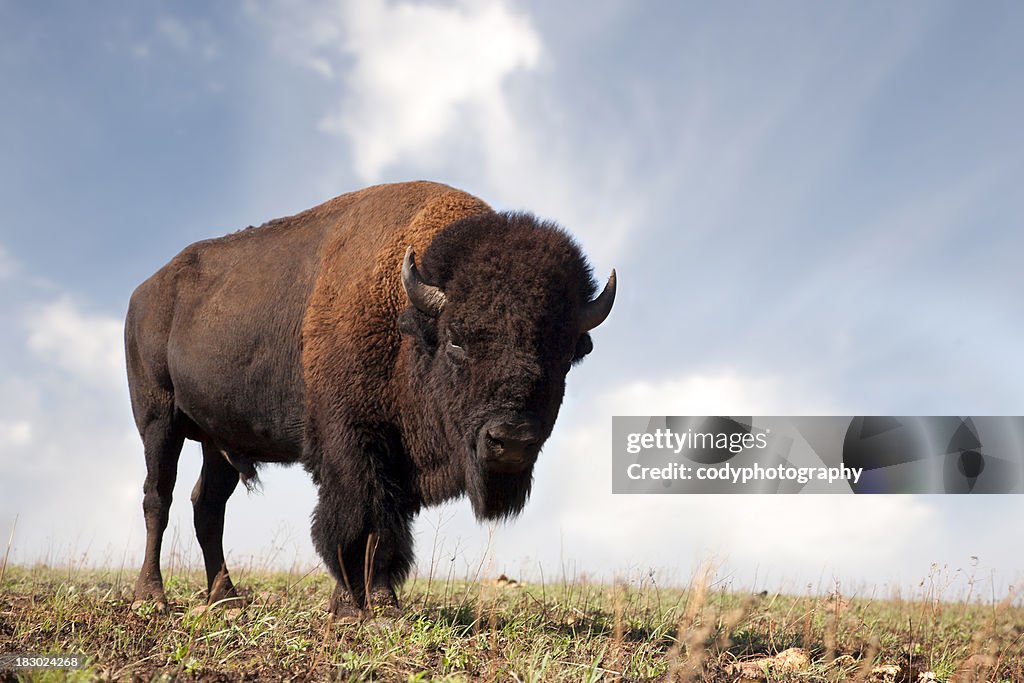 Buffalo an American Bison