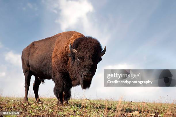 buffalo an american bison - amerikaanse bizon stockfoto's en -beelden