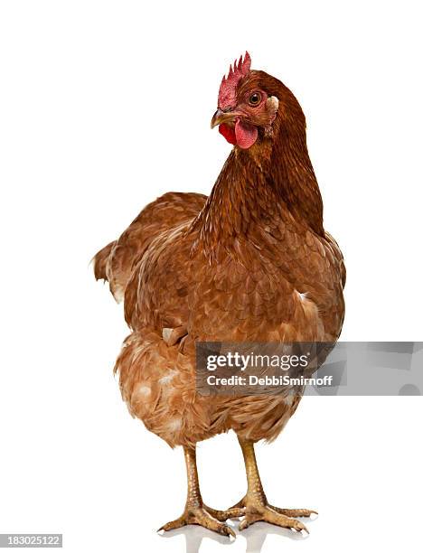 rojo sexo-link gallina aislado en blanco - gallina fotografías e imágenes de stock