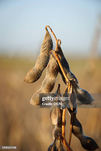 soybeans ready for harvest - seed head stock pictures, royalty-free photos & images