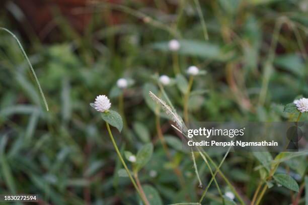 white flower grass gomphrena celosioides mart - abyssinica stock pictures, royalty-free photos & images