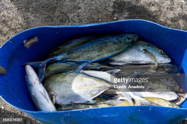 Bucket of fish is seen before being prepared for sale at the fish market in Male, Maldives on December 05, 2023. Male, is the capital of the...