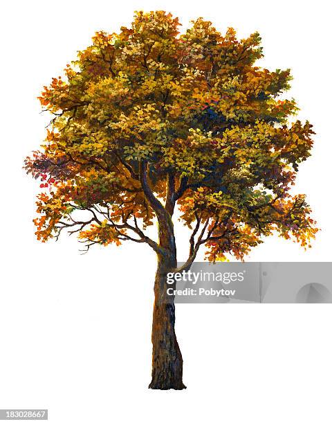 autumn tree - maple tree isolated stock illustrations