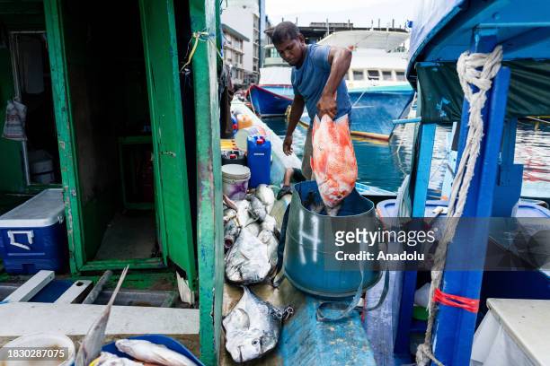 Fisherman throws a red snapper fish into a bucket outside of the fish market in Male, Maldives on December 05, 2023. Male, is the capital of the...