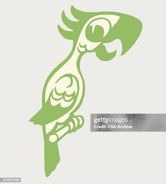 parrot - parrot feathers stock illustrations